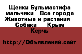 Щенки Бульмастифа мальчики - Все города Животные и растения » Собаки   . Крым,Керчь